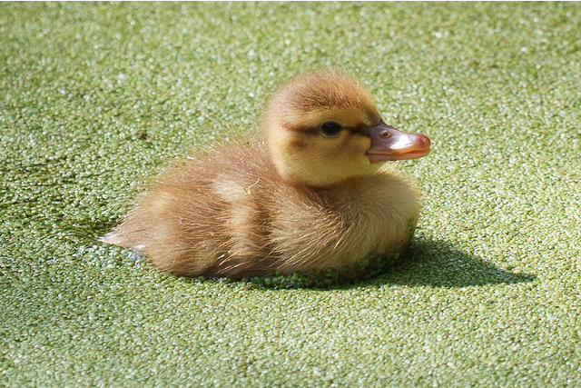Very young yellow duckling on Wapping ornamental canal by What's in Wapping
