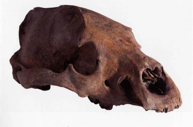 Skull of a bear, excavated from the site of the Globe. Probably a female; the skull lacks its lower jaw and some teeth, and shows that the bear had suffered a blow to the back of the head. © Dulwich College, London