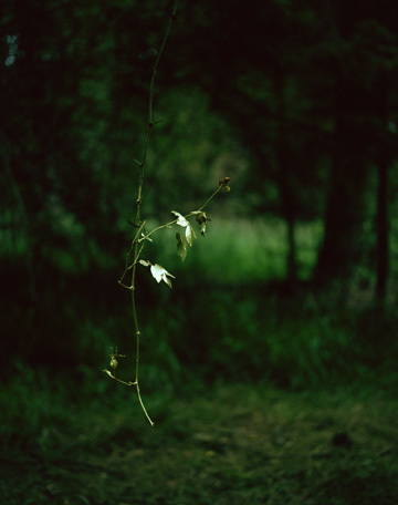 Jo Coupe "To Airy Thinness Beat" 2007 Gold leaf, Climbing Rose (Temporary work)