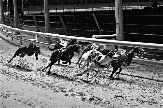Down at the dogs, by Ian Good