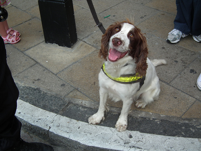A cheery sniffer dog at Charing Cross, by kenjonbro