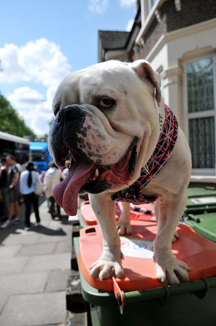 British bulldog spirit, by Mctumshie