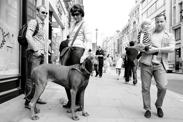 Big dawg, by Paul Steptoe Riley