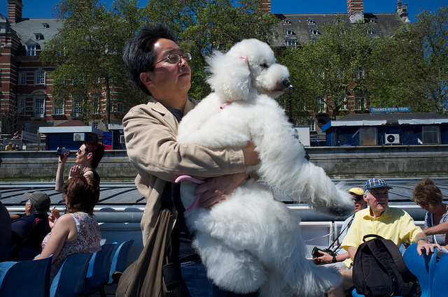 Yup, it's a man carrying a massive poodle, by Paul Treacy