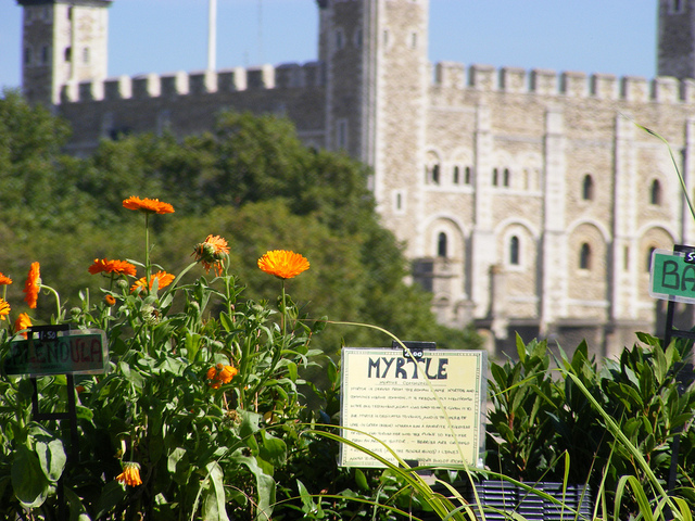 Herbs at Tower by Jackie White