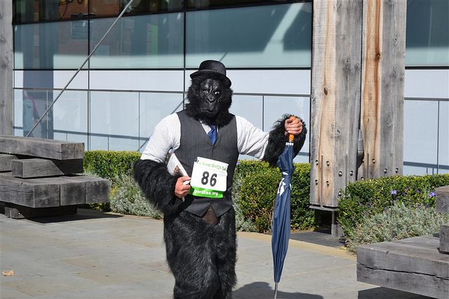 City gorilla