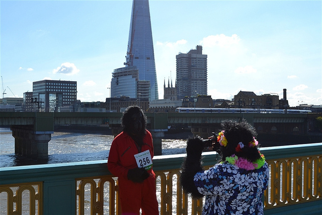 Sightseeing gorillas