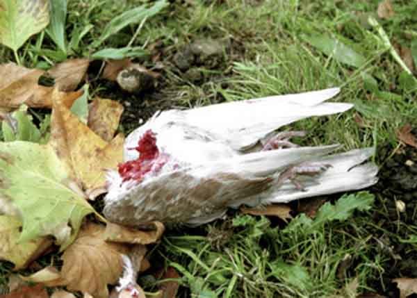 C.A. Halpin, Dead Bird. Image courtesy of the artist and A Brooks Art.