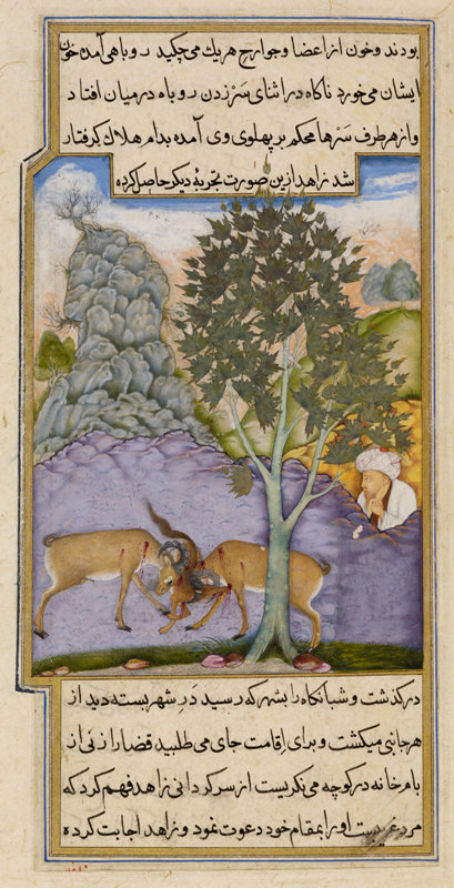 The devotee sees the fox crushed between the fighting goats, from the Anvar-i Suhaili (Lights of Canopus), 1604-11, Illustration ascribed to the artist Mirza Ghulam, 1604-05 (c) British Library Board