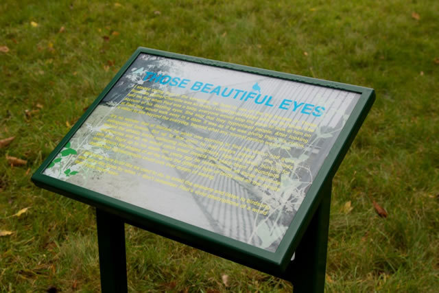 eyes_640.jpg