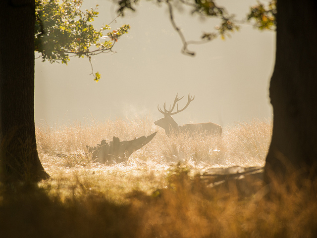 An early morning in Richmond Park this week, by Alex Witt