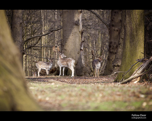 Image by John Esslinger