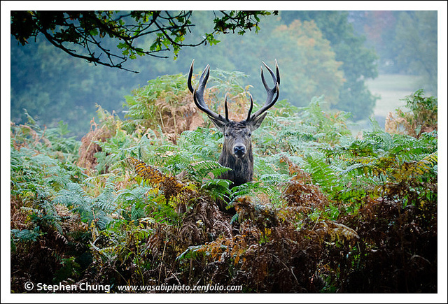 Image by Stephen Chung