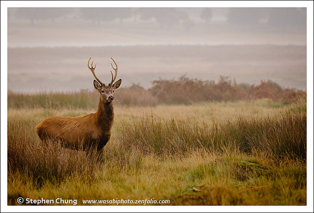 Image by Stephen Chung