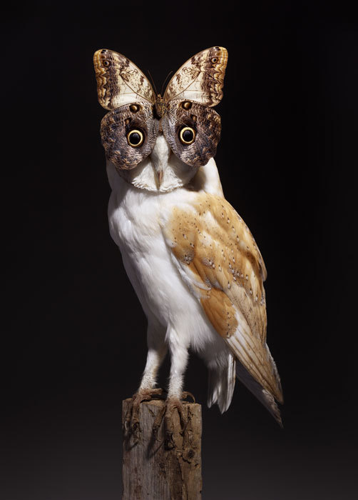 Nancy Fouts, Butterfly Owl. Courtesy Moniker Art Fair