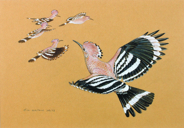 D.I.M. Wallace, Absolutely Fabulous Hoopoes. Image courtesy of Mall Galleries
