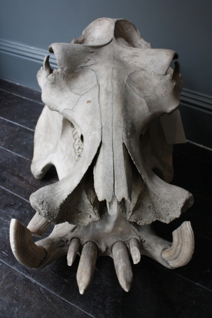 Hippo Snout, Photo by Heather McCalden. Image courtesy of Black Rat Projects.