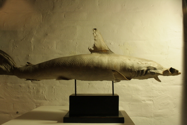 Hammerhead Shark. Image courtesy of Black Rat Projects.