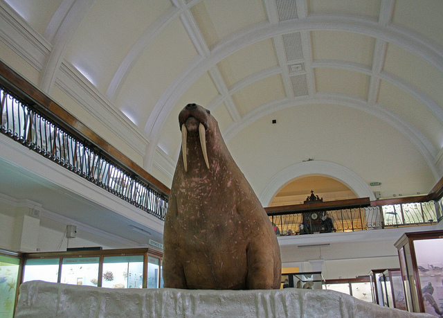 Horniman Walrus Goes On Tour