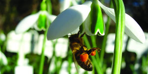 Preview: Snowdrop Days @ Chelsea Physic Garden