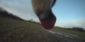 The Rapping Dogs Of North London