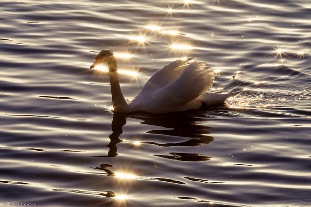 Swan on the Thames at Hampton Court by davebass5