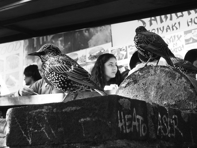 Feeding time in Camden market by Simon Crubellier