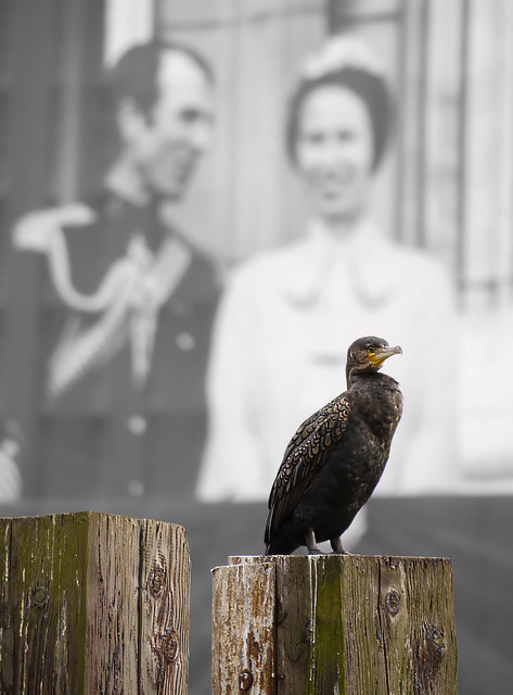 A regal old bird and some wild fowl by Groover