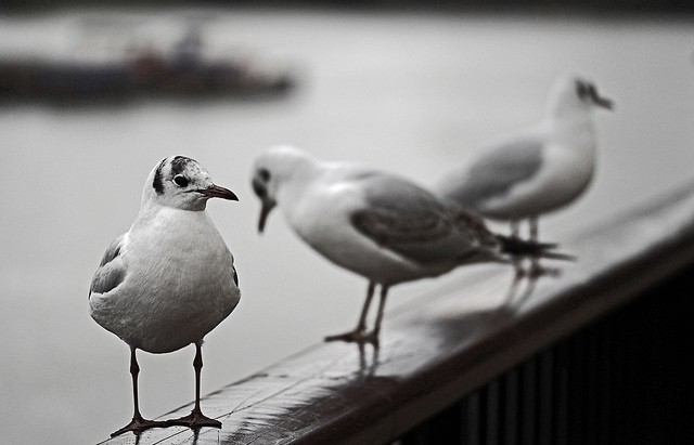 Thames seagulls by markdbaynham