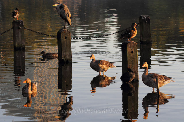 Bayswater ducks, geese and heron by Howard Ferrier