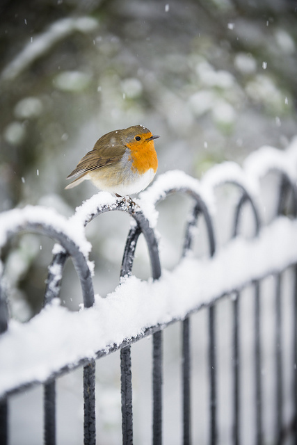 Robin in the snow, Dulwich Park by Andy Sidders