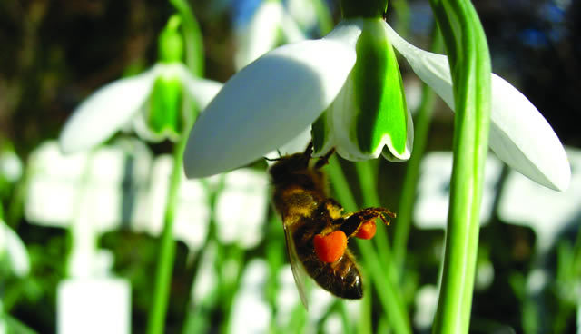 Preview: Snowdrop Days @ Chelsea Physic Garden