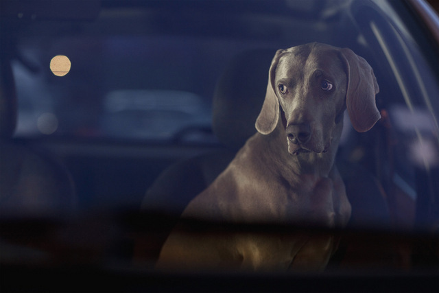 Hector,  © Martin Usborne