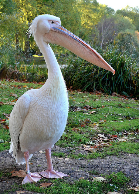St James's Park Pelican by A-Lister Photography