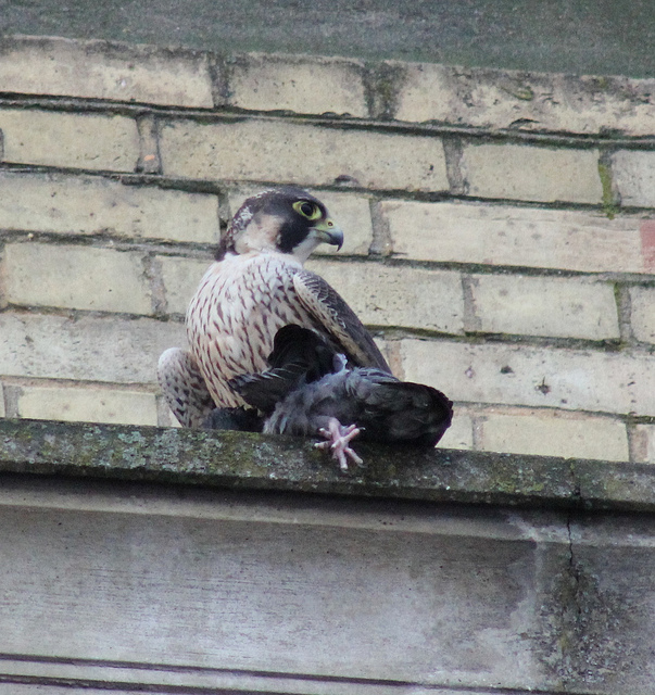 Peregrine falcon with a dead pigeon by Stephen Middleton