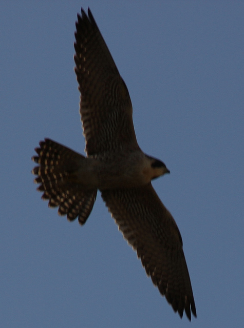 Peregrine wingspan by Stephen Middleton
