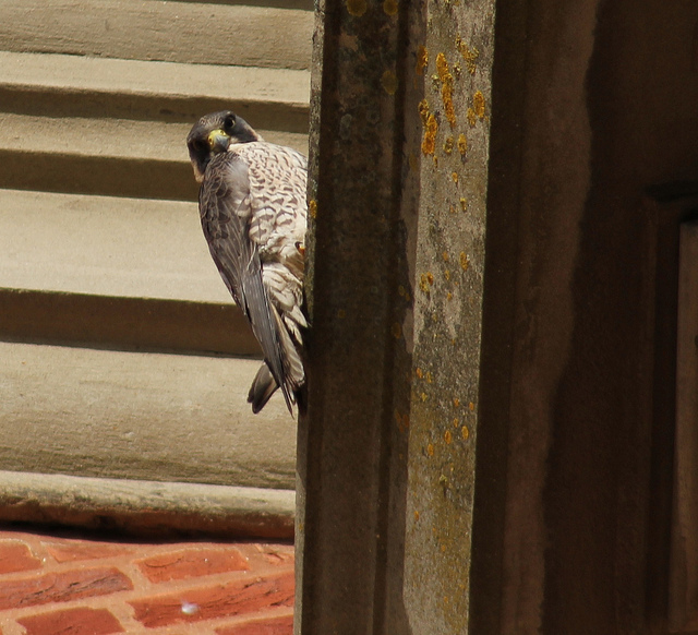 Peregrine eyes photographer by Stephen Middleton