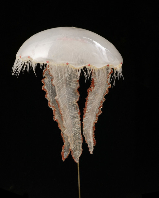 Aurelia aurita, jellyfish model