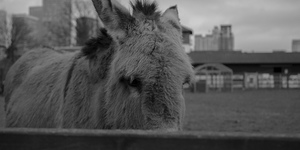 The Friday Photos: London Donkeys