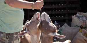 A Goat Fancier's Guide To London