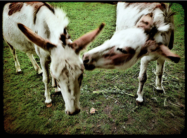 Mudchute City Farm donkey by buckaroo kid
