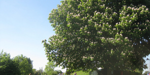 London: City Of Trees