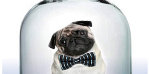 Pug On Stage: An Operatic Take On Mansfield Park