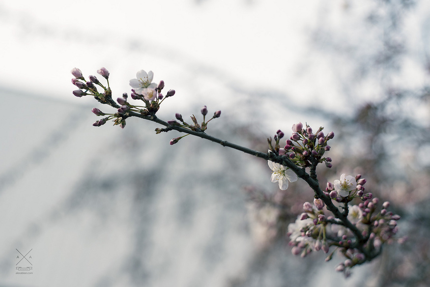 Photo by Alex Abian