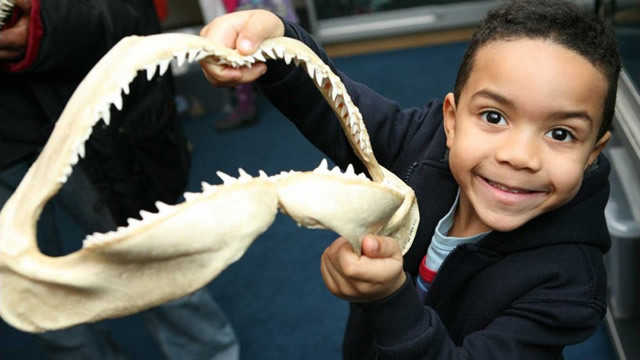 A boy holds a shark's jaw at the Horniman Museum's Hands on Base. Photo by Laura Mtungwazi