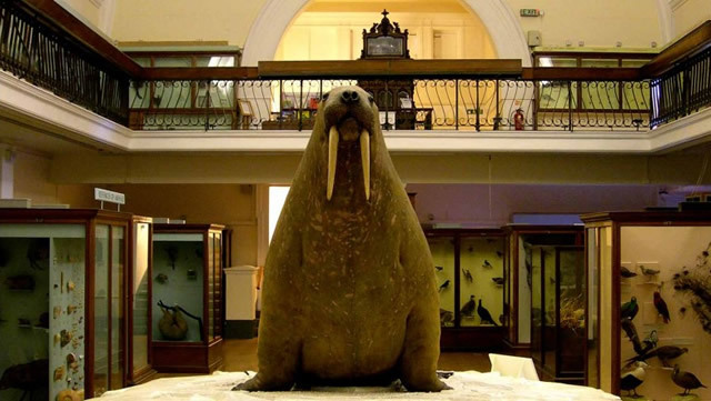 The Horniman's famous walrus. Photo courtesy of the Horniman Museum and Gardens