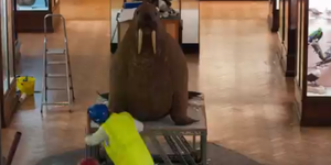 Video: Horniman Walrus Goes On A Summer Holiday