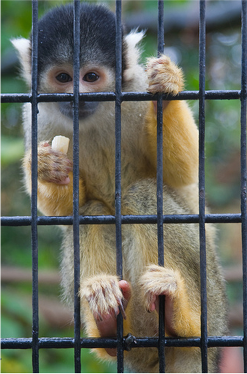 Monkeys Bite One Person A Month At London Zoo Londonist