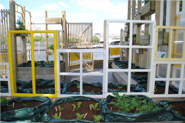 A garden made from reclaimed windows, by Wayward Plants.