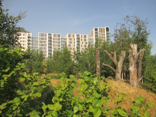 East Village is next to a wetland area, which includes deadwood environments for stag beetles, as seen here.